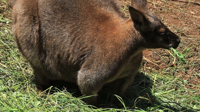 Wallaby 1