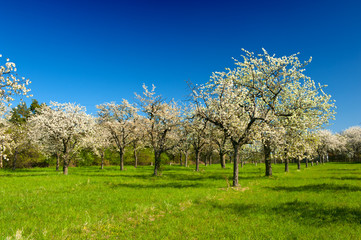 Fototapeta premium Apple groove