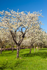 Fototapeta premium Apple groove