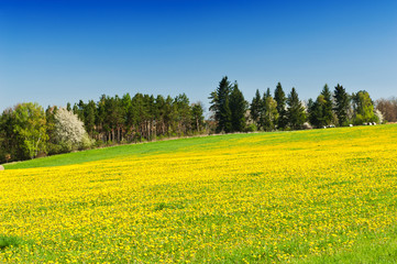 Obraz premium Spring meadow