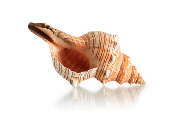 Seashell On White