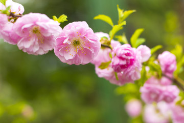 Fototapeta na wymiar spring blossom