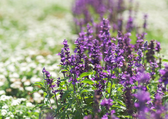 ラベンダー_どんでん平