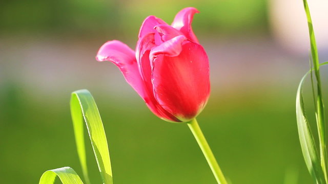 tulip close up