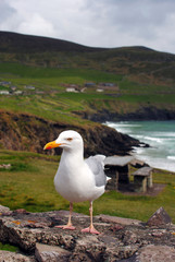 Funny sea gull in front of Dingle Bay, Ireland