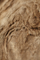 Dry soil texture