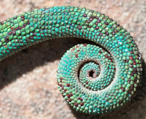 queue de caméléon