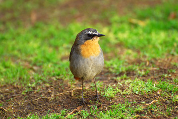 Little bird - Cape Robin Chat