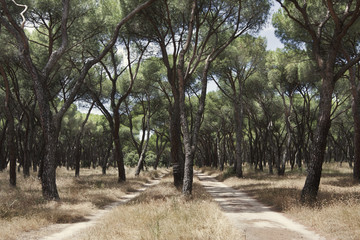 Tho paths in the forest