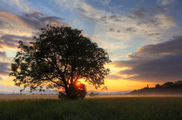 Fototapeta na wymiar Alone tree at dramatic sunset on field