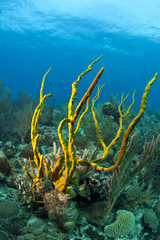 Fototapeta na wymiar Coral reef Row Pore Rope Sponge (Aplysina cauliformis)