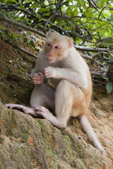 A wild silly albino macaque in the country park of Hong Kong