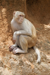 A wild albino macaque in the country park of Hong Kong