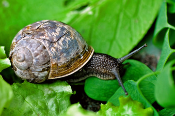 Snail on leaves