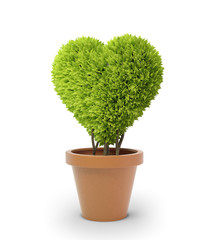 Heart shaped plant