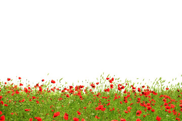 Obraz na płótnie Canvas Red poppies in green grass