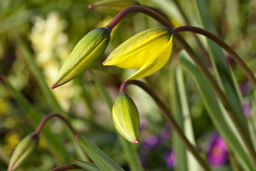 Obraz premium Wild tulips - part of meadow