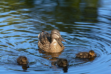 Duck mallard with dacklings