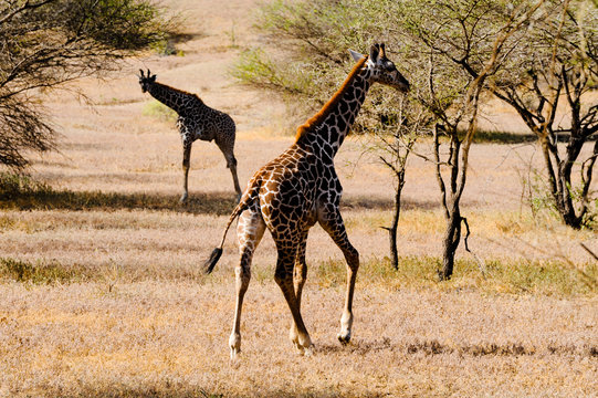 Fototapeta Giraffe at the African savannah in motion.