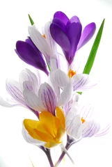 Deurstickers Krokussen krokus bloemen