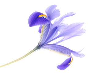 blue iris flower © saied shahinkiya