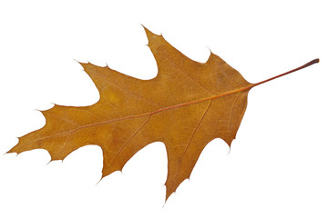 Suszony liść dębu