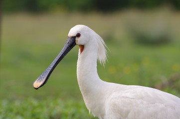 Spatule blanche en portrait