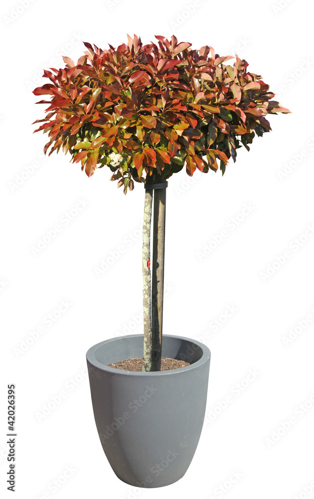 Canvas Prints photinia taillé en pot