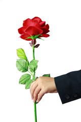 Red rose in hand isolated on white background