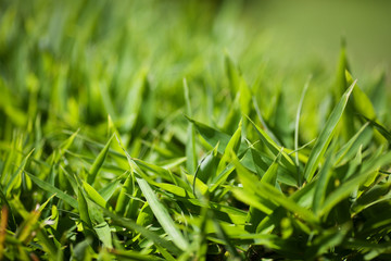 background of lush green grass