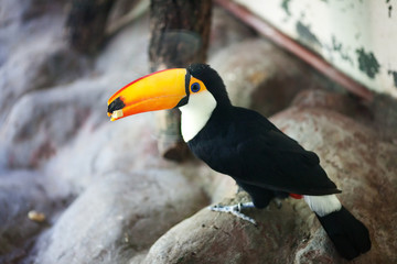 beautiful toucan in the aviary at the zoo