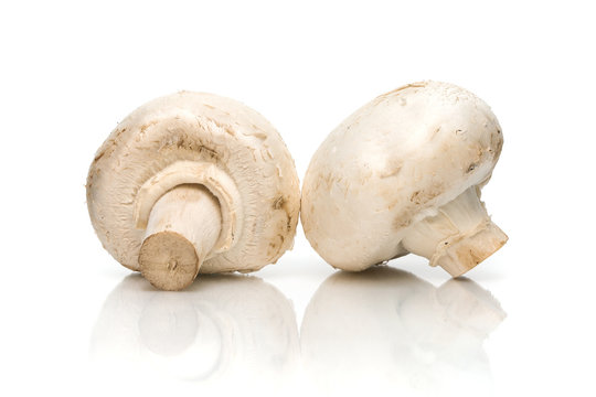 mushroom closeup on white background