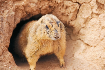 Prairie Dog