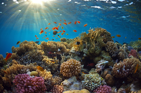 Fototapeta Rafa koralowa