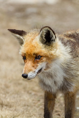 Portrait de renard