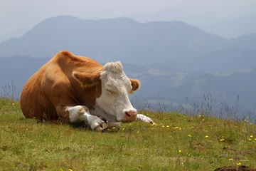 cow on pasture