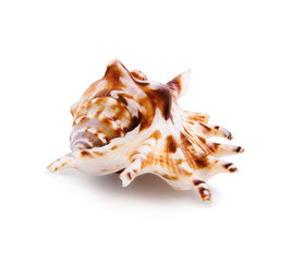 Sea shell