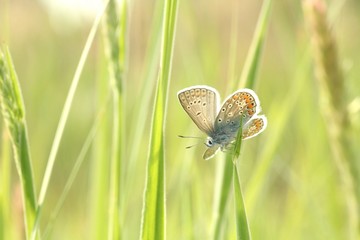 Common Blue Butterfly in the meadow on a sunny spring morning