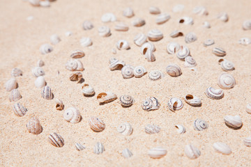 Fototapeta na wymiar natural background with small shells