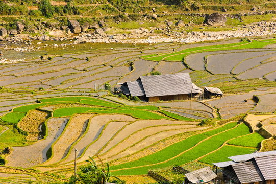 Rice terraced fields in Ta Van village, Vietnam