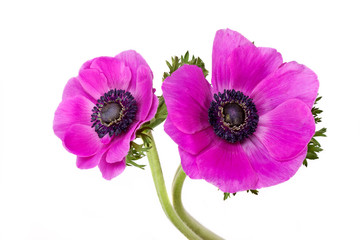 Fototapeta premium Beautiful purple anemone flower