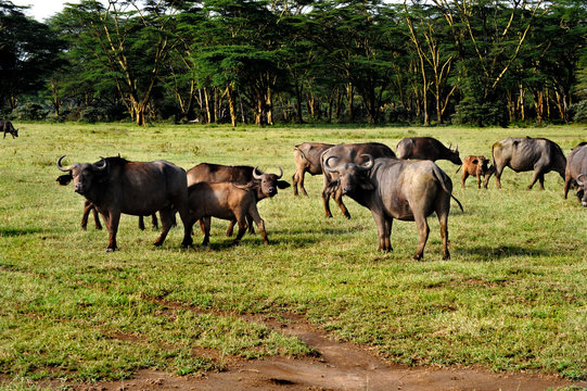 Few african buffaloes in a field of grass. The photo is taken in