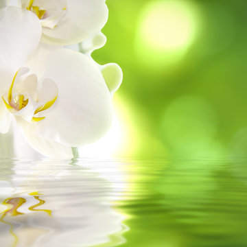 orqu&iacute;dea sobre el agua