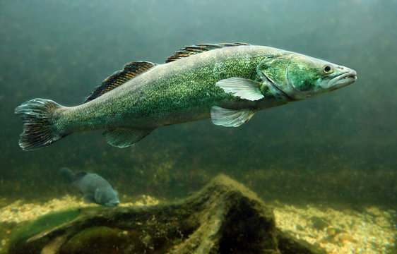Underwater photo of a Zander or Pike-perch (Sander lucioperca).