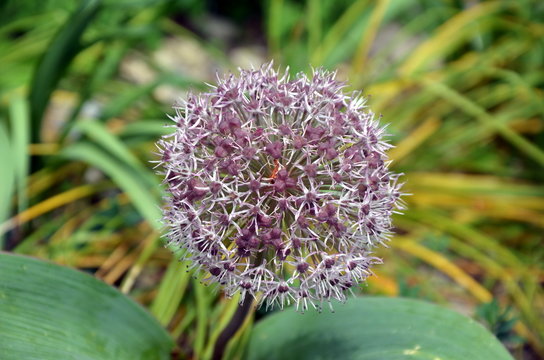 Blauzungenlauch - Allium karataviense