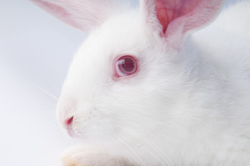 Coniglio Bianco