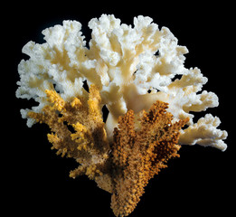Coral on a black background