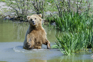 brown bear, ursus arctos