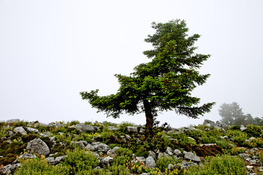 grèce; ioniennes, kefalonia : mont Enos, arbre dans le brouilla