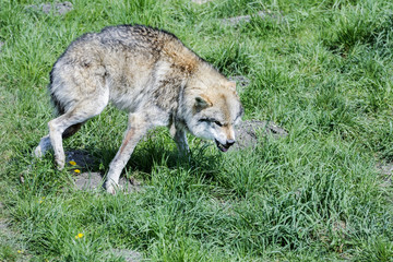Fototapeta premium wolf, canis lupus